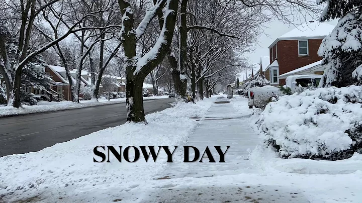 Whippet loves snow 1.26.21