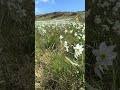 Il sentiero dei narcisi