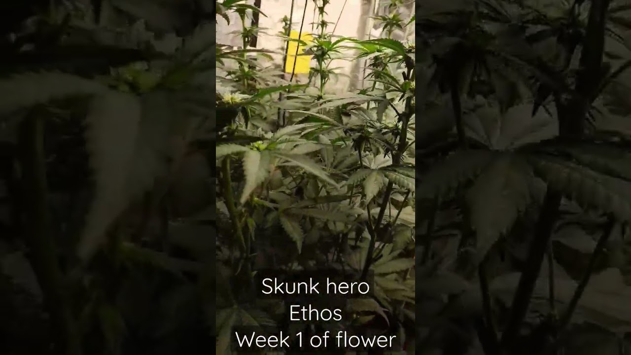 Skunk hero | Ethos         Week 1 of flower