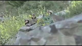 ÇATI KEKLİKLER ASLAN GİBİ KÜKRÜYOR MAŞALLAH | Tuzakla Keklik Avı