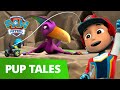 PAW Patrol | Pups Save a Pterodactyl | Rescue Episode | PAW Patrol Official & Friends!