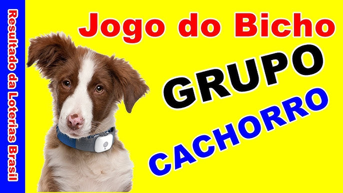 cachorro jogo do bicho numeros - dinotube.fr