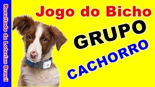 Jogo do Bicho - Animais, Números e Tabela, Jogo do Bicho