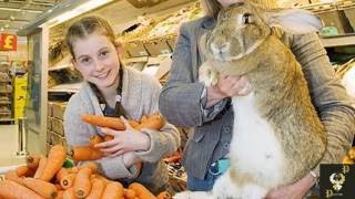 Bunnies - Top 10 The Biggest in History