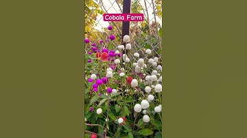 Cúc bạch nhật nhiều màu | Cobala Farm #cobalafarm #garden #làmvườn #gardening #cachtrongrau