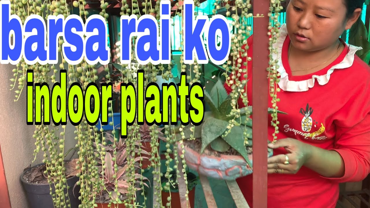 indoor plant //kathmandu bode //barsha rai YouTube