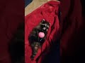 Baby Raccoon Playing With An Easter Egg