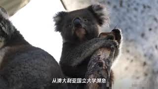 澳洲大火后5只考拉终于重返自然保护区,其中一对考拉夫妻喜添丁