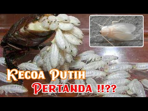 Video: Kecoa Putih (22 Foto): Apa Artinya Dan Mengapa Mereka Berbahaya Di Apartemen? Apakah Ada Kecoa Albino Putih? Dari Mana Kecoak Putih Domestik Kecil Berasal?