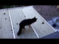 Cat meowing