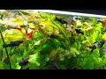 поменял рыбу в 500 литрах, добавил растений в домашний аквариум