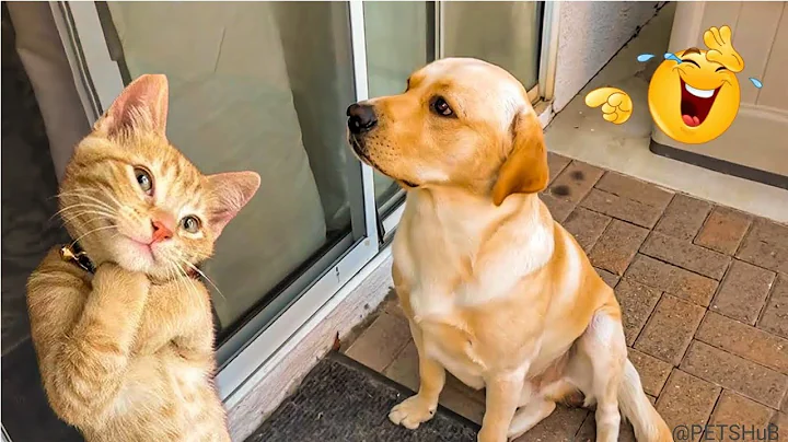 Video 11777431: laugh funniest cats dogs, animals funniest cats dogs, laugh cats dogs funny