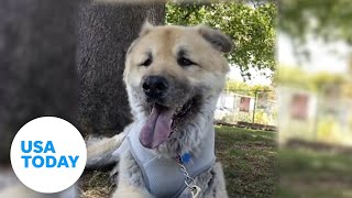 Florida woman spends $50,000 to clone her dead dog | USA TODAY