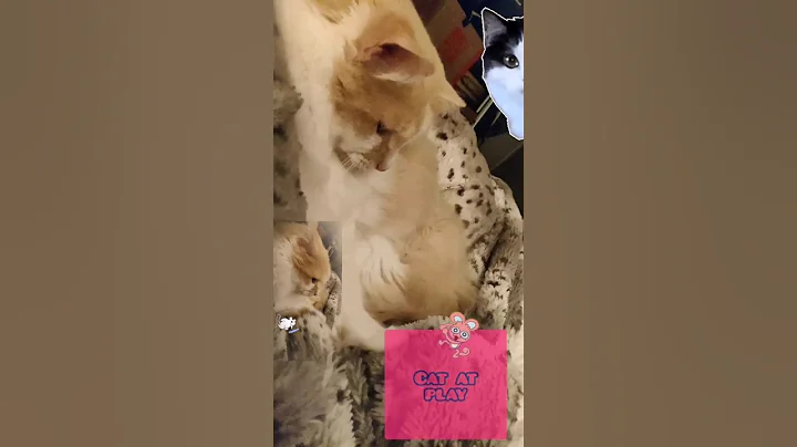 Watch the video about Cats reels funny pets love channel #shorts #youtubeshorts #ytshorts #yt #catlovers #cat