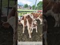 Nursing and Self‑Feeding: A Curious Dual‑Behavior Moment for a Mother Cow and Calf