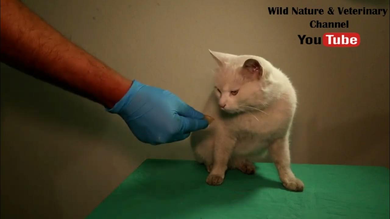 How to force feed your cat? What to do if the cat won't eat! Cat with