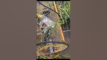 Thăm Lờ Cá Dính Cá Thác Lác, Cá Trê Lai, Cá Lóc Đồng, Rô Biển #shorts #cáThácLác #cátrêlai #cálóc