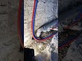 Коллекторная, лучевая разводка труб водоснабжения. Канализация 90, 50 мм. Сантехника в СПб.