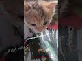 Забавные котята Милые кошечки Крутые коты Кошкин дом #коты #котята #кошечки