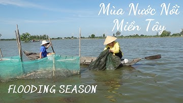 Cá Linh Non Chiên Giòn - Mùa Nước Nổi Miền Tây Tập 1/ The Flooding Season In Mekong Delta P1