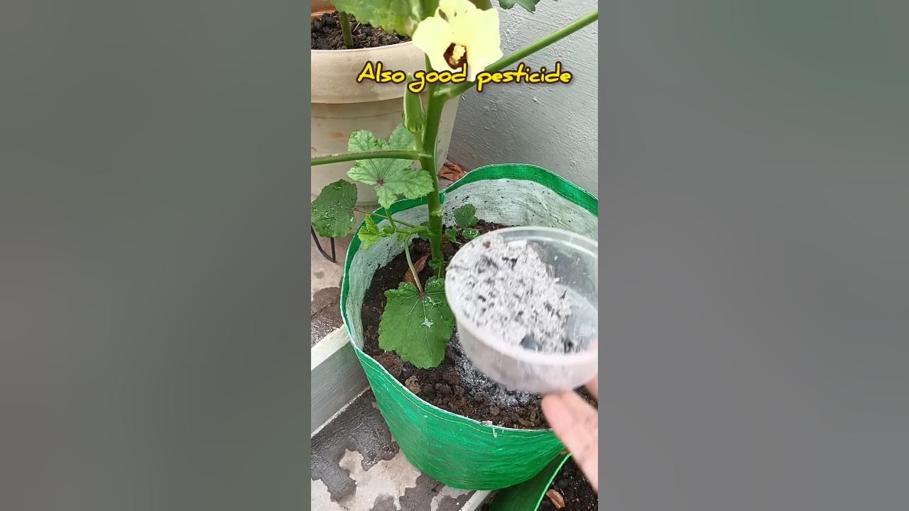 wood-ash-for-plants-natural-pesticide-terracegarden-maadithottam