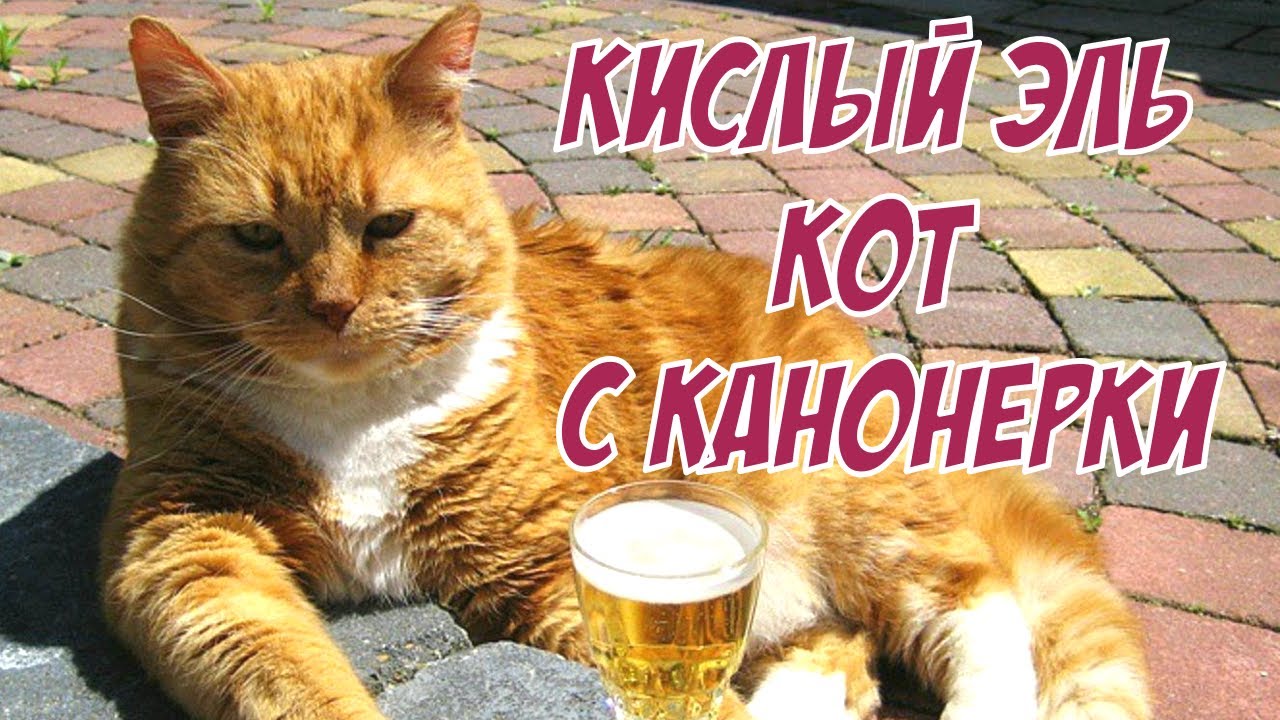 Кислый эль Кот с Канонерки за 300 рублей - YouTube