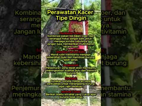 perawatan kacer tipe