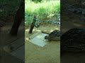 Survival Easy Bird Trap Technique - Quail Trap # simple bird trap #shorts
