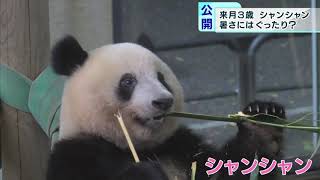 シャンシャンもうすぐ3歳…暑さは苦手？　上野動物園