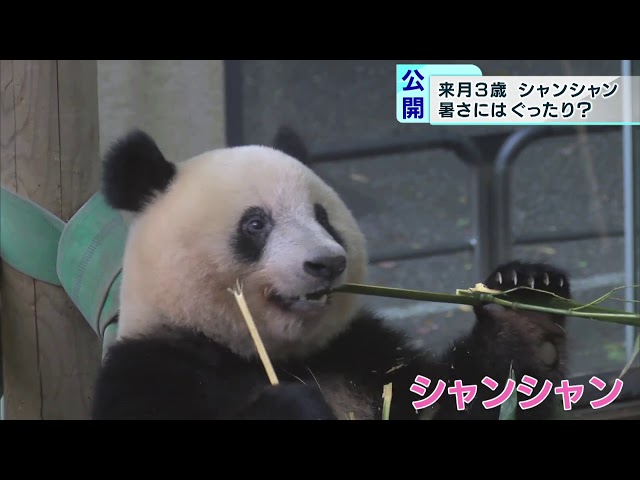 シャンシャンもうすぐ3歳…暑さは苦手？ 上野動物園 - YouTube