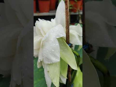 White Peony lotus