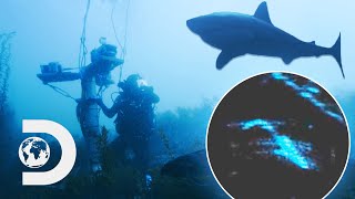 “Get Back In The Cage!” SONAR Saves Diver From An Underwater Shark Attack | Sharks Of The Badlands