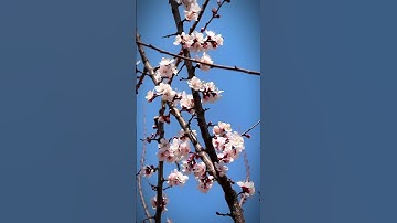 Thumbnail of Apricot blossoms #kashmir #travel #apricots #blossom