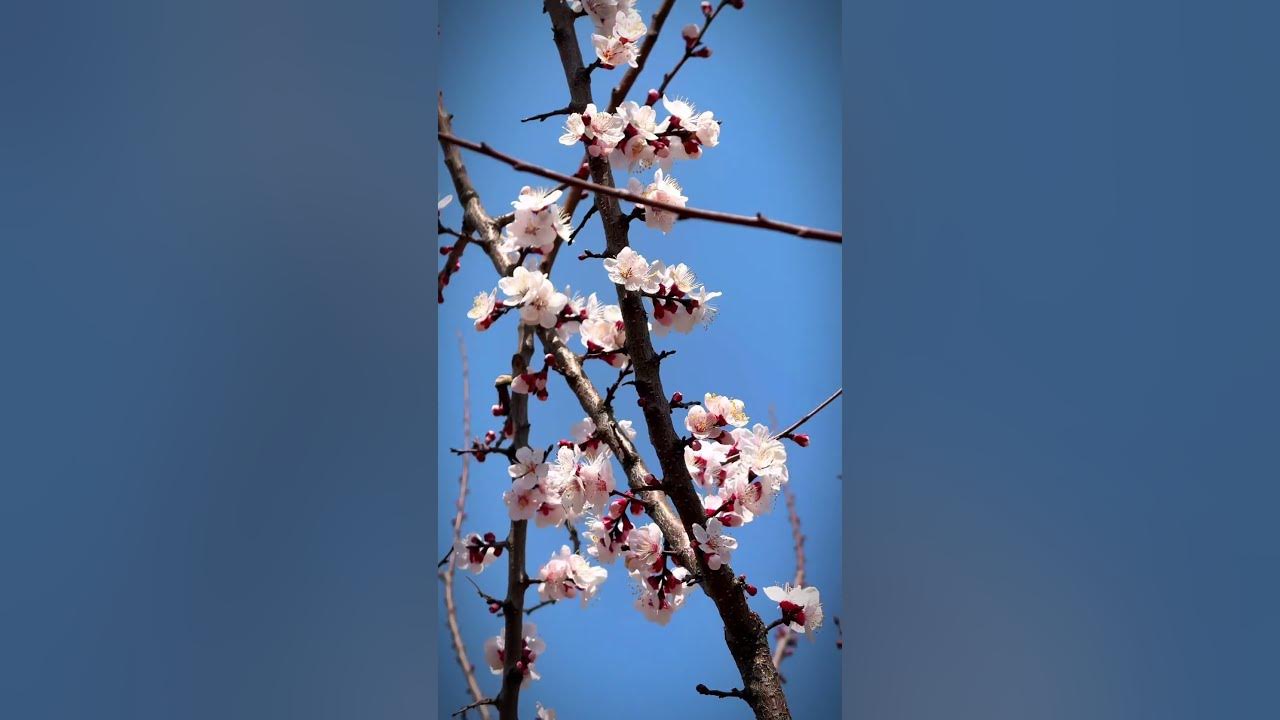 Apricot blossoms #kashmir #travel #apricots #blossom