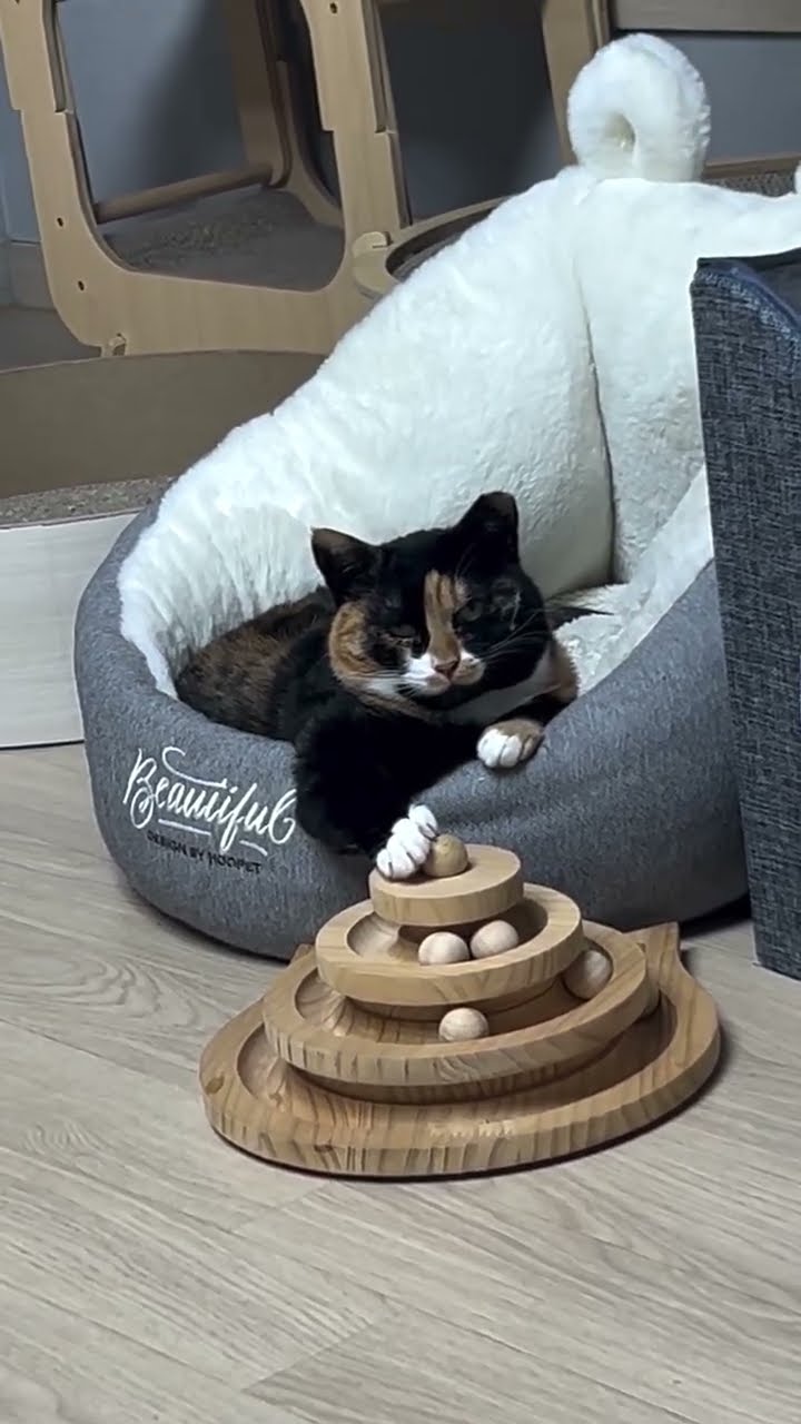 C magnifique vidéo chat ? ?