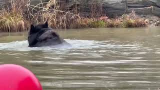 Kimmy also trying the icy pond plunge! by Orphaned Wildlife Center 901 views 2 months ago 1 minute, 2 seconds