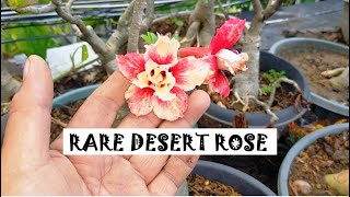 Rare Desert Rose or Adenium