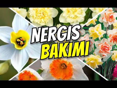 Video: Nergis Budama: Nergis Ne Zaman Kesilmeli