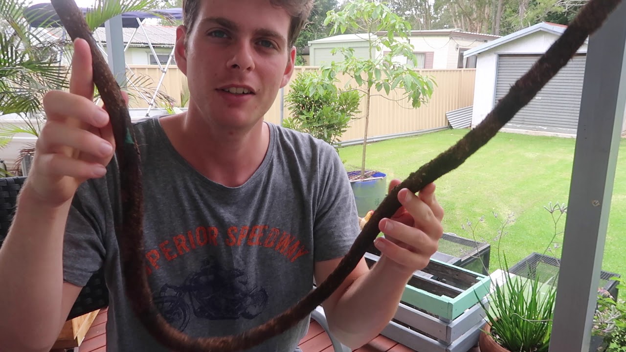 video phone beyonce mp3 DIY Fake Reptile Vine