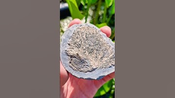 Fossilised bone from an ancient fish called Gyrosteus! 🦈🦴 #fossilhunting #fossils #shorts #sea #rock