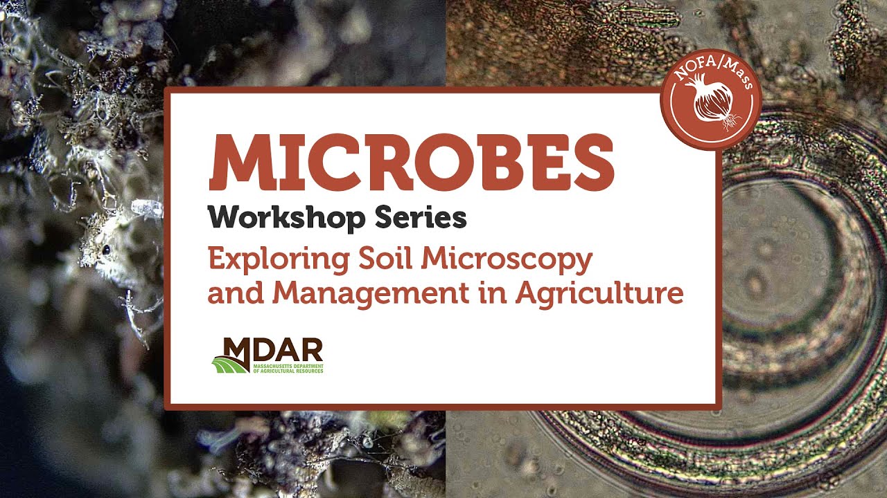 Полевой осмотр здоровья почвы: No-Till и микробные слои. Часть 1