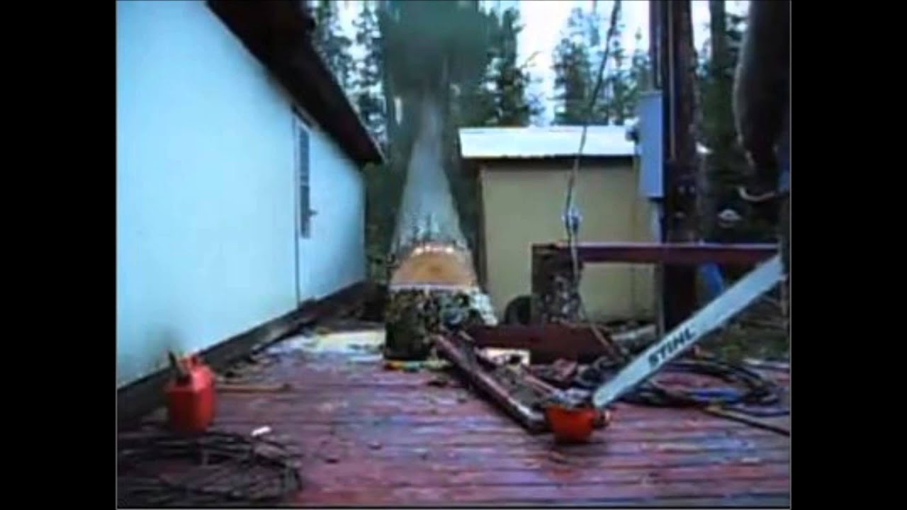 Douglas fir felling - YouTube