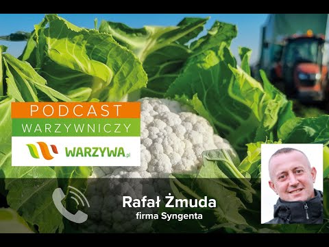 Szanse i zagrożenia w uprawie kalafiora - Podcast Warzywniczy z Rafałem Żmudą, Syngenta