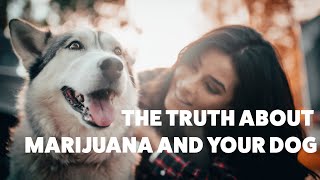 The Truth About Marijuana and Your Dog | Rover.com