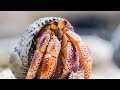 Hermit crabs line up to swap shells  life story  bbc earth kids