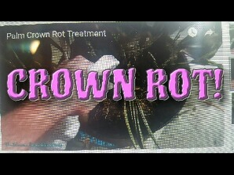 Needle Palm Crown Rot Treatment