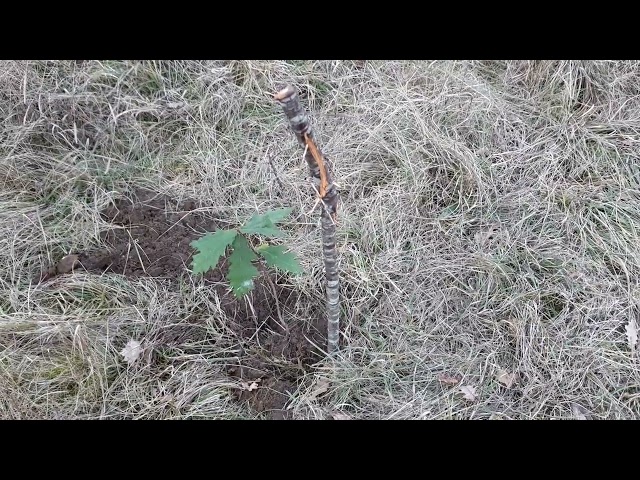 palombe.org - Mise en place de chênes truffiers
