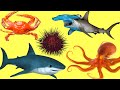 Учим названия и звуки  Животных Океана | Животные для детей | Животные Океана для детей