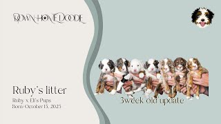 Ruby x Eli's Micro Bernedoodle Puppies | Down Home Doodle — 3week old update