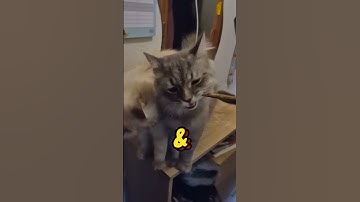 Our house cats are happy to accept these Matatabi sticks.